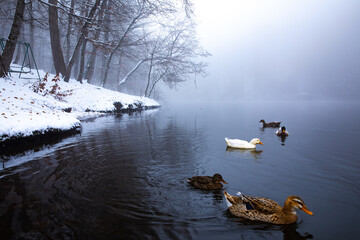 Ducks swim in the lake
