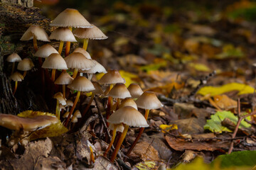 The Common Bonnet Mycena galericulata is an inedible mushroom , an intresting photo