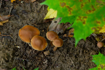 Gymnopus hariolorum mushrooms on the old stump