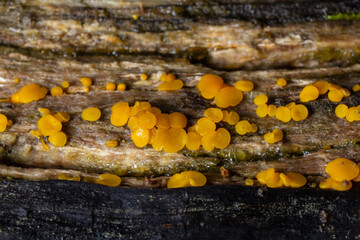 Very small fungus yellow fairy cups or lemon discos, Bisporella citrina, on old wet wood macro texture, selective focus, shallow DOF