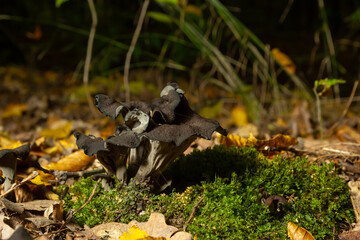 Black chanterelle mushrooms, fungi aka cepes, trumpets of the dead