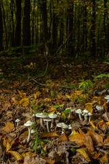 Ivory Woodwax Fungi - Hygrophorus eburneus Growing in Beech leaf litter