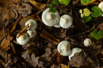 Ivory Woodwax Fungi - Hygrophorus eburneus Growing in Beech leaf litter