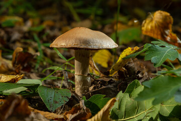 Gymnopus hariolorum mushrooms on the old stump