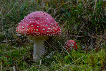 Amanita Muscaria, poisonous mushroom. Photo has been taken in the natural forest background