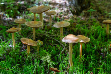 Gymnopus hariolorum mushrooms on the old stump