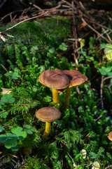 Gymnopus hariolorum mushrooms on the old stump