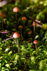 Inedible mushroom Mycena rosella in the spruce forest. Known as pink bonnet. Wild mushrooms growing in the moss