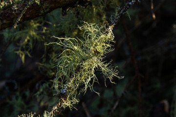 Usnea barbata ,old man's beard, or beard lichen growing naturally on turkey oak tree in Florida,...