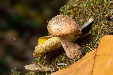 Armillaria mellea, commonly known as honey fungus, is a basidiomycete fungus in the genus Armillaria. Beautiful edible mushroom
