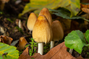 Numerous of ocher Coprinellus micaceus or Glistening Inkcap mushroom In a forest with moss
