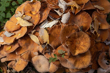 Armillaria mellea, commonly known as honey fungus, is a basidiomycete fungus in the genus Armillaria. Beautiful edible mushroom