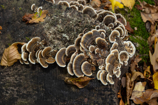 trametes versicolor, also known as coriolus versicolor and polyporus versicolor mushroom