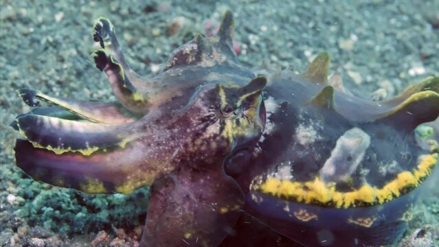 Underwater realm of lustrous Metasepia pfefferi cuttlefish on seafloor. Beguiling world of untamed oceanic nature beguiles with its unique landscapes amidst backdrop of limpid, transparent water.