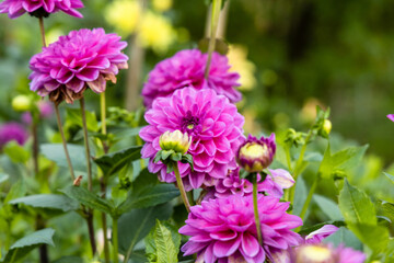 Obraz premium Beautiful pink dahlia in garden. A picture of the beautiful pink dahlia.
