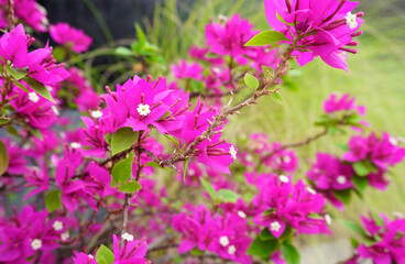 Pink flower blossom, Bougainvillea flower close up shot
