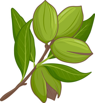 Pecan tree branch with nuts on white background. Vector illustration