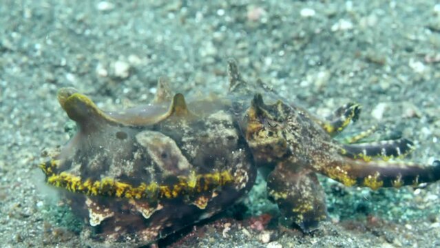 Underwater world of shimmering Metasepia pfefferi cuttlefish as in ocean. Captivating realm of wild marine life entranced with its unparalleled vistas on background of sparkling, crystal-clear water.
