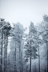 Obraz na płótnie Canvas winterwald