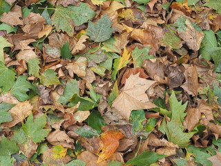 brown leaves texture background