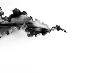 monochrome dry Anthurium Plowmanii or Wave of Love leaf looks like fire metaphor on isolated white background for text