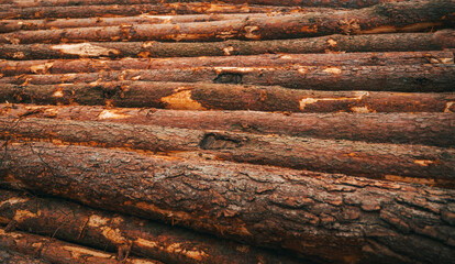 deforestation in Europe. Freshly made firewood in the evergreen forest, pine tree logs close-up. Environmental a ecology damage