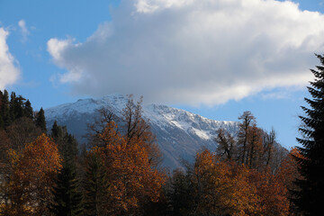 Colorful autumn in the mountains with golden leaves on the trees against the background of white snow on the top