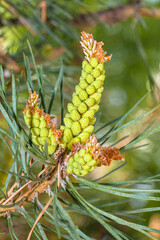 Young pine cones grow in spring in the mountains and steppes of Kazakhstan.