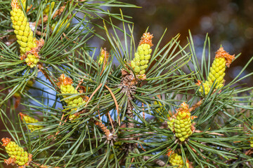Fototapeta premium Young pine cones grow in spring in the mountains and steppes of Kazakhstan. Green needles
