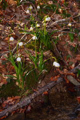 Naklejka na ściany i meble bunch of summer snowflake blooming. floral background in the forest