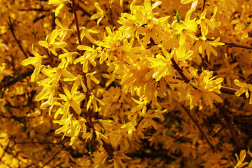 Naklejka na ściany i meble branch of forsythia in yellow blossom. spring nature background