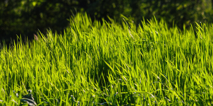 texture of grassy meadow in summer. nature background on a sunny day