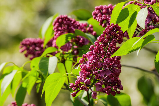 blossoming syringa in the park. spring nature background