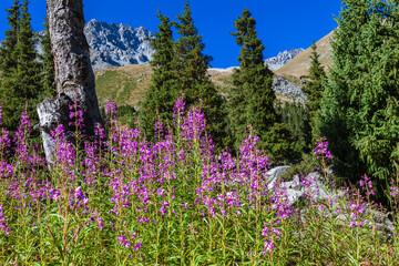 Blooming sally in the mountains of Zailiysky Alatau near Almaty