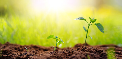 Three sprouts of young plants in cultivated black soil.