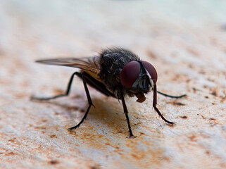 Adult House Fly of the species Musca domestica