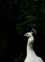 Close-up of beautiful white Indian peacock head with stunning feathers in the Kinantan Zoo, Bukittinggi, Indonesia, dark background, side  view