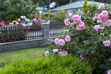 Fresh pink rose in the green garden