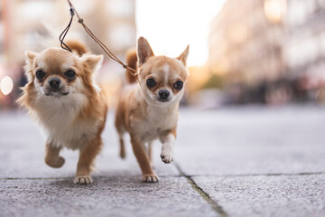 Chihuahua dogs running on footpath