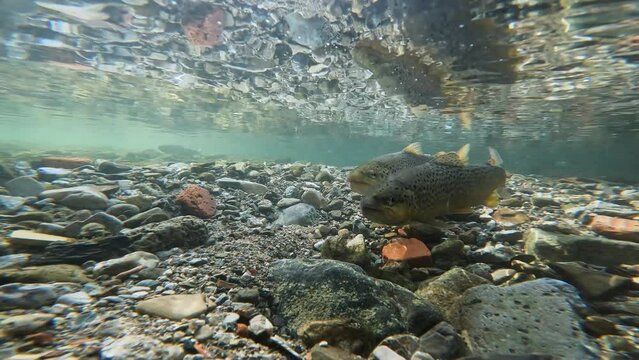 Underwater footage of spawning Brown Trout (Salmo trutta morpha fario). Swimming wild Brown Trout. Live in the river habitat. Underwater mountain creek, natural light.