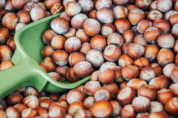 Close-up of pile of hazelnuts and scoop, healty food concept