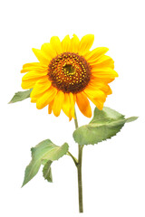 Sunflower isolated on white background