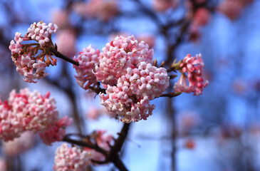 Pink blooming snowball blossoms (Viburnum)