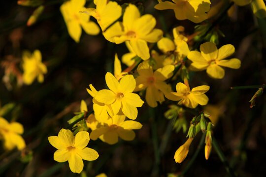 Yellow blooming winter jasmine(Jasminumnudiflorum)