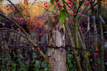 fruits rouge clôture avec fil de fer