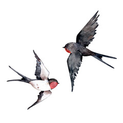 Swallows watercolor illustration. Birds of spring and nature