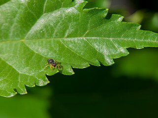 Jumping spider perched on the top of a murbei leaf on a blurry green background