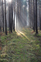 Morning in the forest with fog, sun rays and sunbeams through the trees and the branches