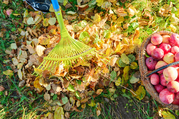 Seasonal autumn garden work, woman raking leaves with rake in apple orchard