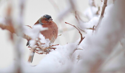 Common Chaffinch (Fringilla coelebs) is a songbird that lives in Asia, Europe and Africa. These birds come to the hevsel gardens in Diyarbakır in snowy weather.